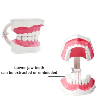 Уход за зубами Для взрослых, Медицинская Модель полости рта для обучения, Учебные принадлежности 14x12x9,5 см