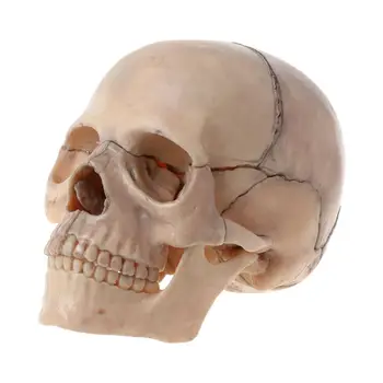 2022 Новые 15 шт./компл. Анатомическая модель черепа в разобранном виде, Съемная Медицинская Обучающая модель